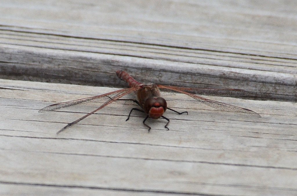 077 2012-12301556 Santa Ana NWR, TX.JPG - Red Rock Skimmer Dragonfly (Paltothemis lineatipes). Santa Ana National Wildlife Refuge, TX, 12--30-2012